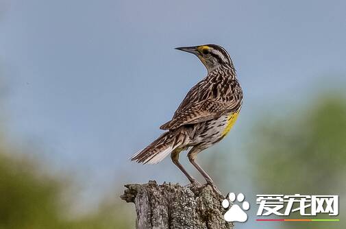 怎么饲养百灵鸟 百灵鸟饲养技巧全攻略