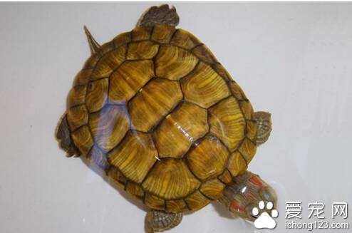 养巴西彩龟放多少水  最好别超过龟体长度
