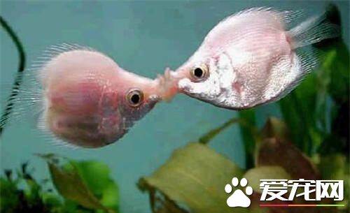 接吻鱼不吃食 新环境下接吻鱼会出现不吃食