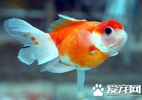 金鱼喜欢什么颜色 不同金鱼喜欢的颜色不同