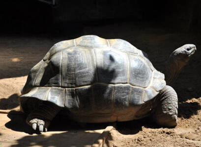 亚达伯拉象龟饲养 环境温度控制在 25~28℃