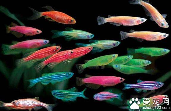 观赏鱼怎么分类 观赏鱼的种类复杂