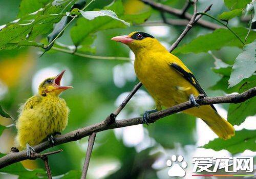 黄鹂鸟的特征 黄鹂鸟雌雄的识别方法