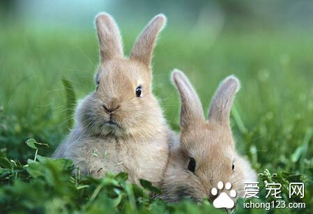 如何给兔子清理臭腺 大概是肛门的两侧