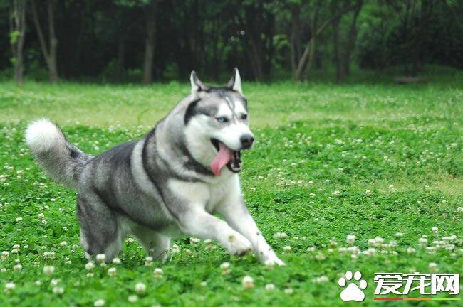 哈士奇幼犬吃什么 哈士奇幼犬的饮食管理