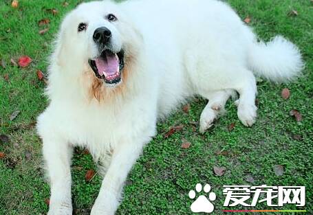 大白熊犬如何辨认 白金毛犬与大白熊犬的区别