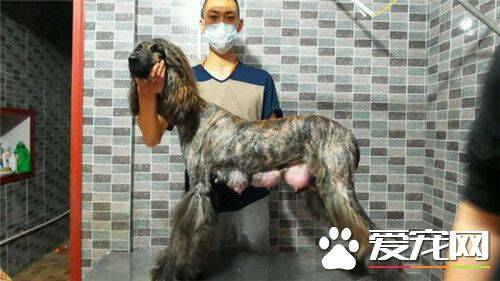 阿富汗猎犬分辨 纯种阿富汗猎犬分辨方法