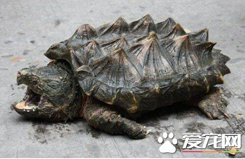 怎样判断乌龟的年龄 龟背甲盾片上的同心环纹计算