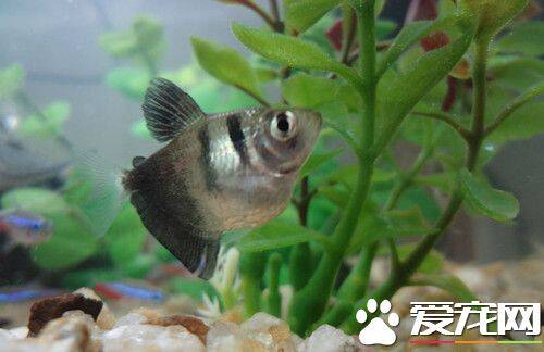 黑裙鱼的饲养 水族箱中多植些柔软的水草