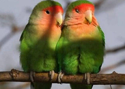 桃面爱情鹦鹉怎么养 环境温度很重要