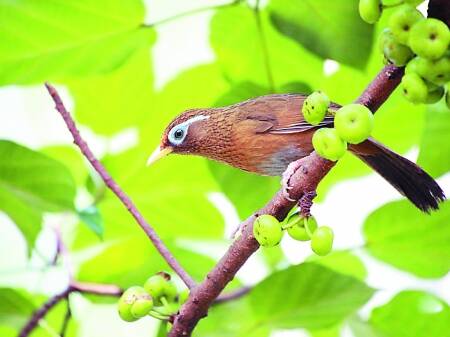 硬食笼鸟与软食笼鸟怎样区分 按食性对鸟的分类