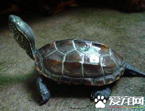 鳖和乌龟的区别 乌龟的头是圆的鳖的是尖的