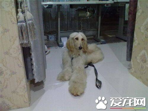 阿富汗猎犬的性格 性格沉稳不容易动怒