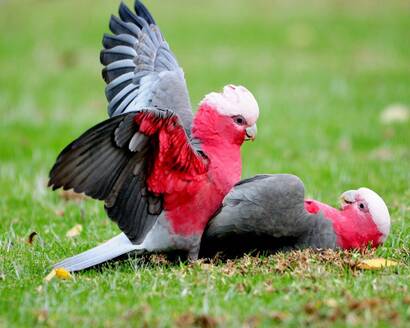 粉红凤头鹦鹉怎么养 注意环境的干净卫生