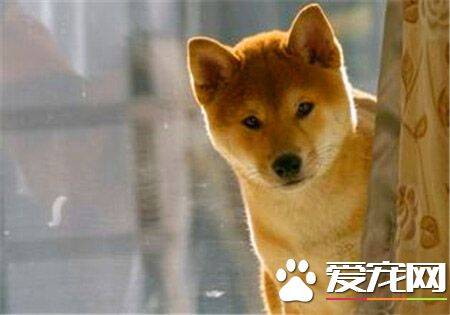 柴犬缺点 柴犬出门容易跟别的犬只斗殴