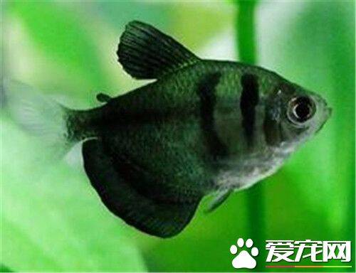 黑裙鱼繁殖 繁殖时水温宜保持在27~28℃