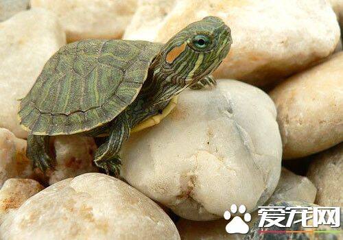 宠物乌龟的饲养方法 饲养乌龟应注意的事项