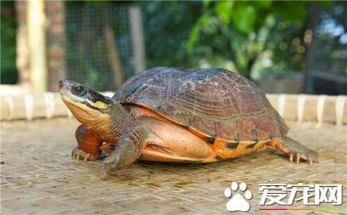 乌龟是什么颜色的 陆龟颜色为深绿色和棕色