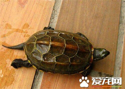 中华草龟怎么冬眠 清明节左右开始出眠活动