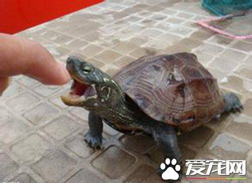 尾巴有刺的乌龟 真鳄龟保持了原始龟的特征