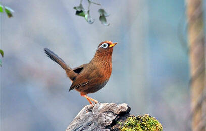 画眉鸟的品种有哪些 画眉鸟的种类介绍