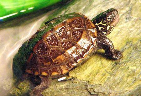 草龟能长多大 人工饲养的母草龟有3斤左右