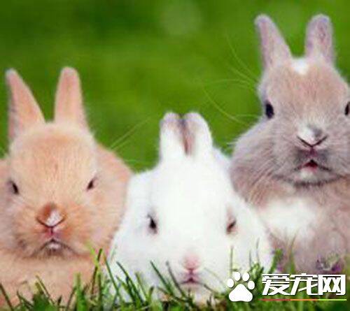 兔子可以散养吗 兔子散养的优点以及缺点
