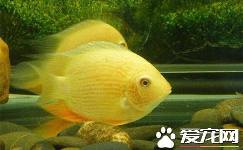 金菠萝鱼繁殖 成熟的亲鱼首次产卵比较少