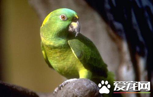 回声鹦鹉的饲养 全世界最稀有的鸟类之一