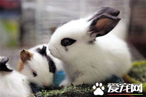 兔子的饲养与管理 兔子的饲养管理方法