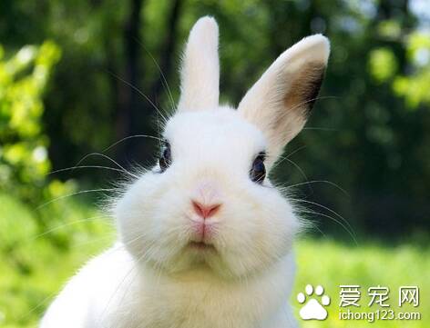 给兔子美容 揭兔子美容的八大要点