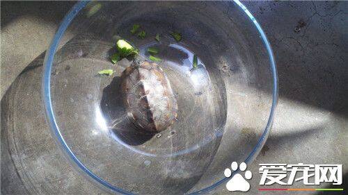 怎样养好乌龟 乌龟吃什么才能长得更快