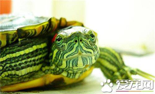 绿色乌龟是什么品种 绿色乌龟一般指的是巴西龟