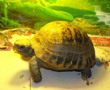 缅甸陆龟的饲养方法 适应能力比其它陆龟强
