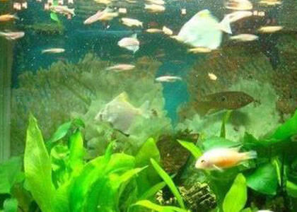 观赏鱼怎么养 要保证鱼缸的清洁