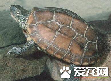 中华花龟不下水 室内温度不能低于25度