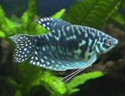蓝星鱼怎么繁殖 4 ～5 月龄性成熟
