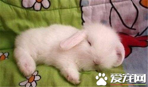 兔子冬眠吗 兔子是恒温动物是不需要冬眠的