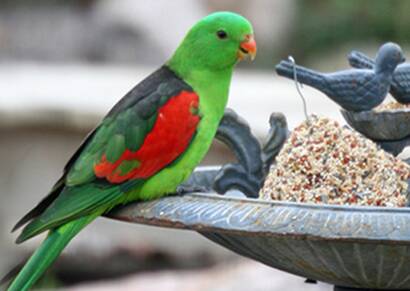 红翅鹦鹉吃什么 是典型的杂食性鸟类