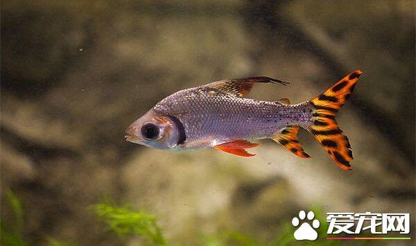 美国旗鱼的饲养 喜欢阳光对水质不苛求