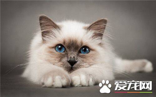 猫的尾巴有什么用 抓猫尾巴有什么后果