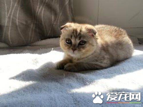 猫多大会开始发情 猫发情什么时候交配