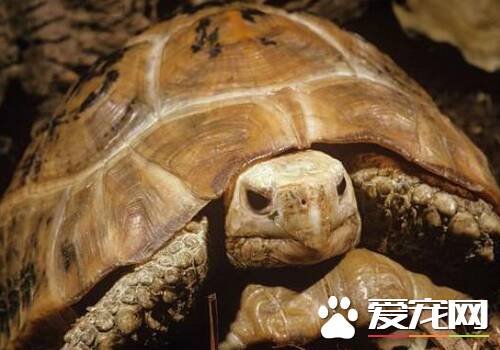缅甸陆龟四肢无力 四肢无力可能会出现三种疾病