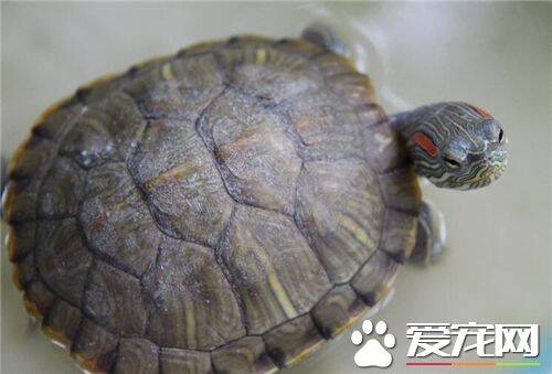 鱼缸里能养乌龟吗 是水龟类的话可以饲养