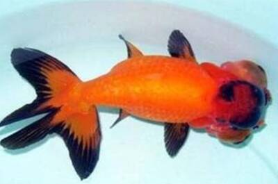铁包金文鱼球吃什么 该鱼最喜欢活食