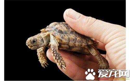 世界上最小的乌龟 乌龟吃什么长得快