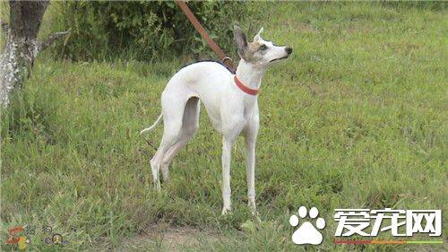 杰克罗素梗的身长 理想的公犬肩高应为14英寸
