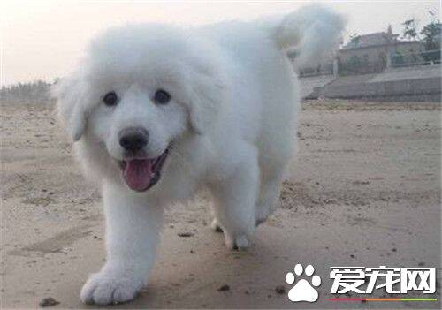 大白熊犬毛色 一般毛色是白色或白色带有灰色