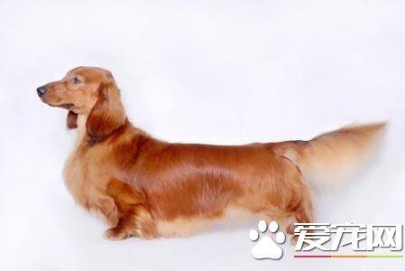 长毛腊肠犬咬人吗 腊肠犬一般极少有凶的