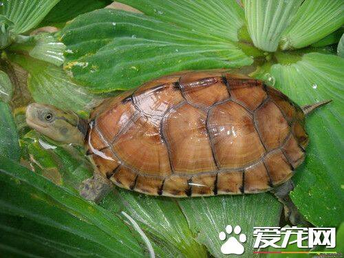 黄喉拟水龟的室内饲养 一般一天喂一次